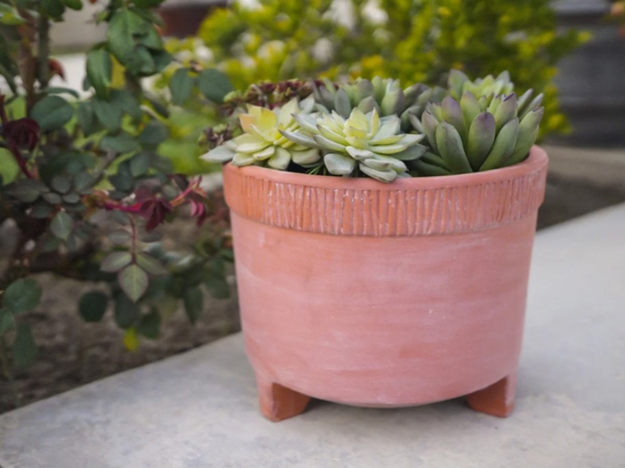 succulent garden in a terracotta pot