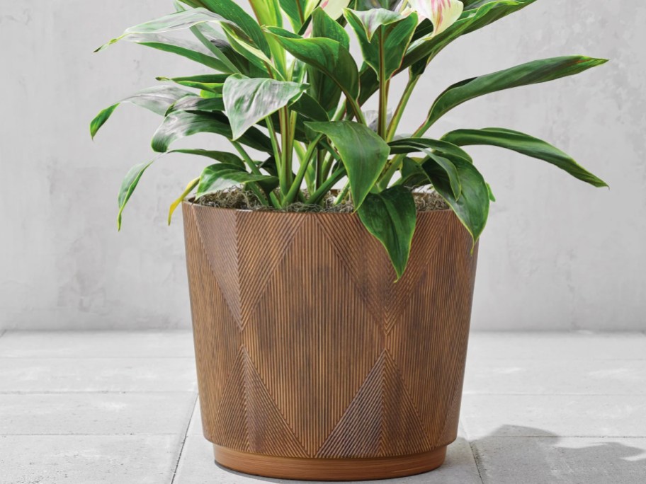 houseplant in brown planter