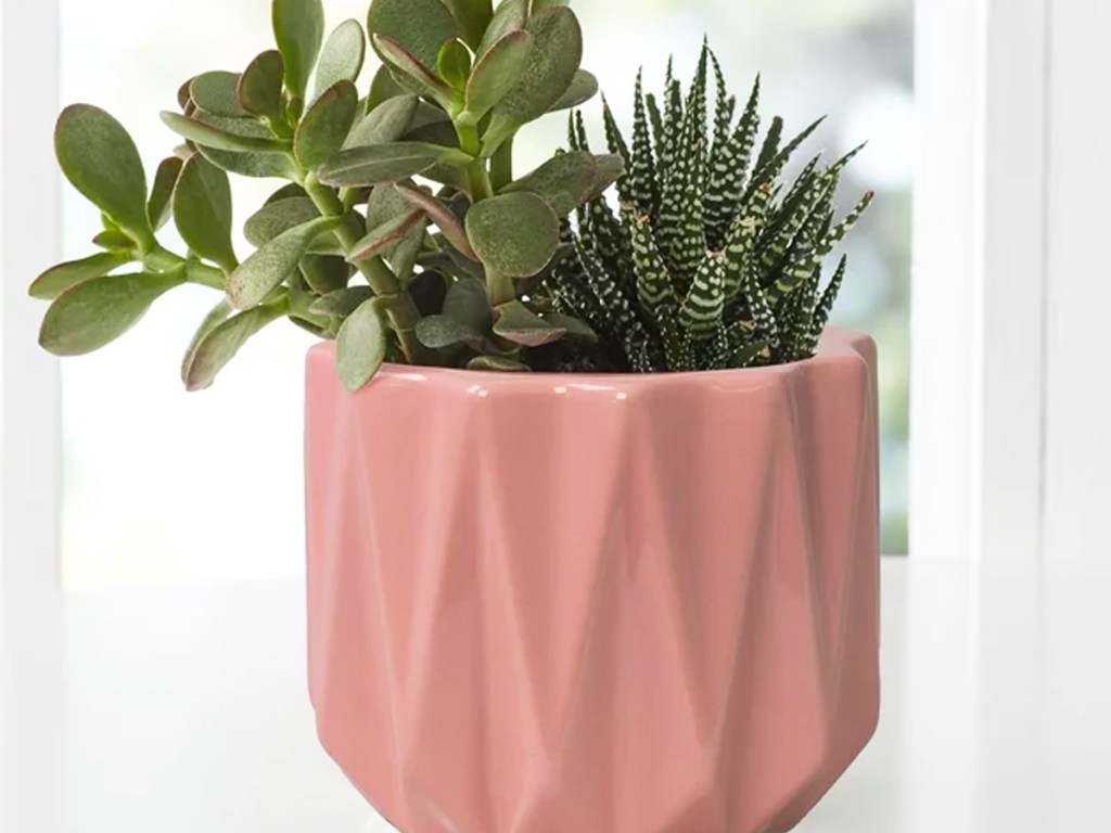 succulents in a small pink planter