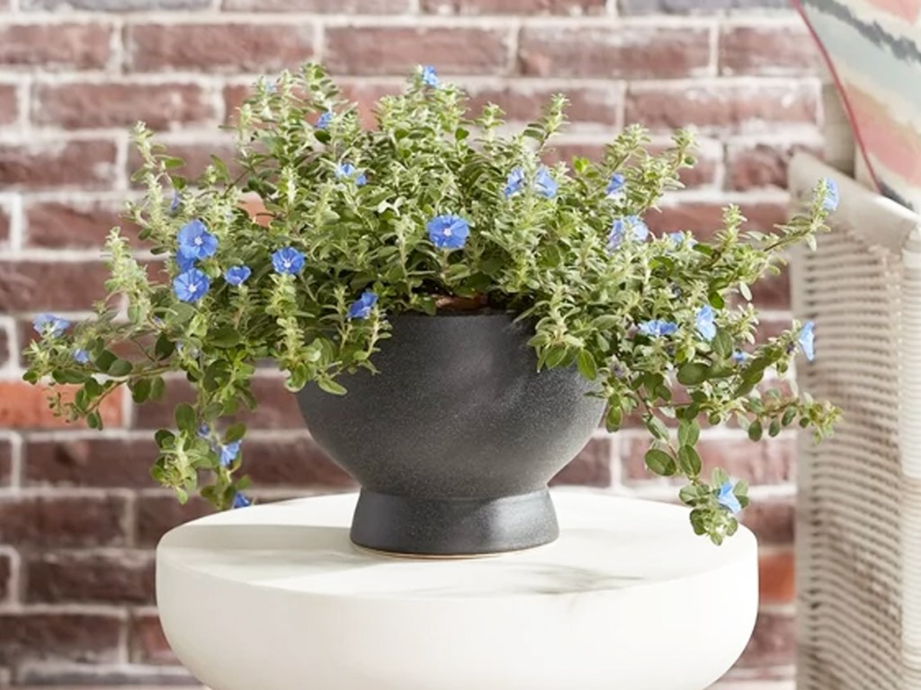 blue flowering plant in a black planter on a white patio side table
