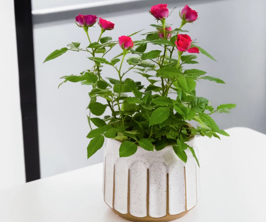 miniature roses growing in white planter