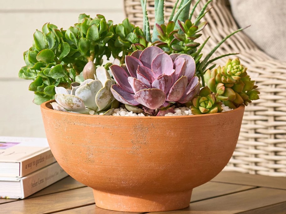 succulent garden in terracotta pot