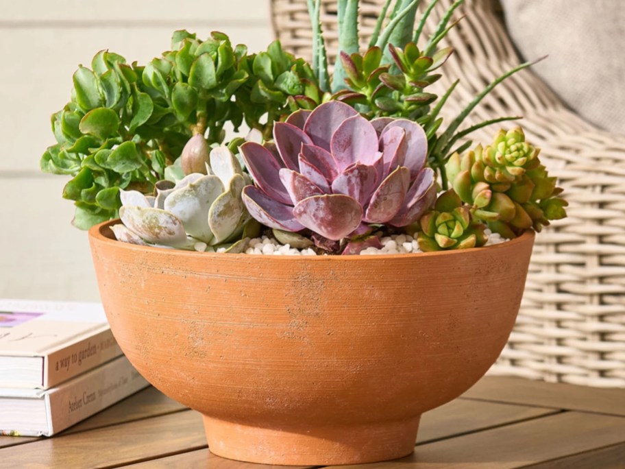 succulent garden in terracotta pot