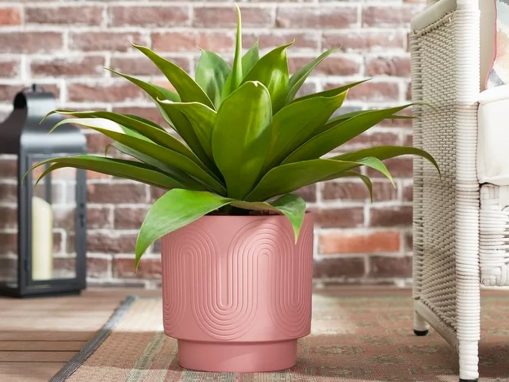 leafy green plant in a pink planter