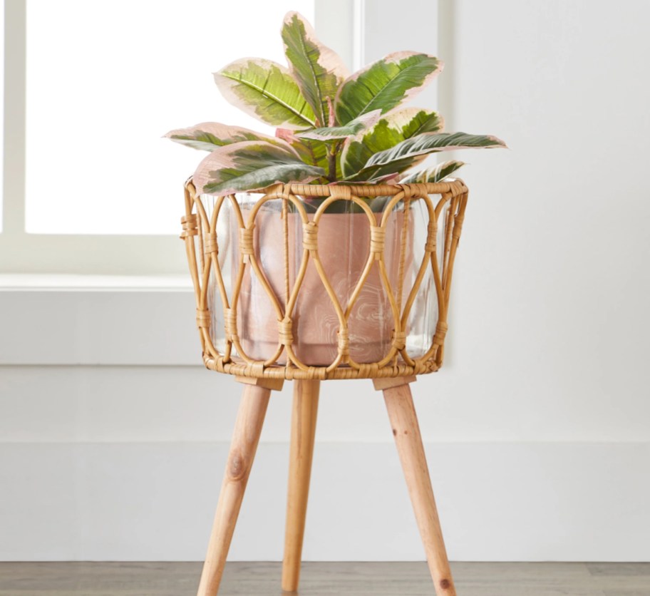 houseplant growing in willow planter stand