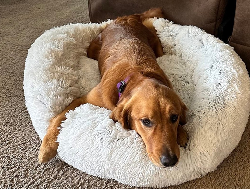 Dog laying on a dog bed