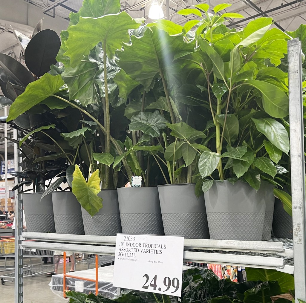New Costco Plants from 12.99 Sunflowers, Zinnias, Indoor Tropicals
