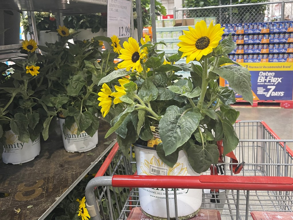 New Costco Plants from 12.99 Sunflowers, Zinnias, Indoor Tropicals