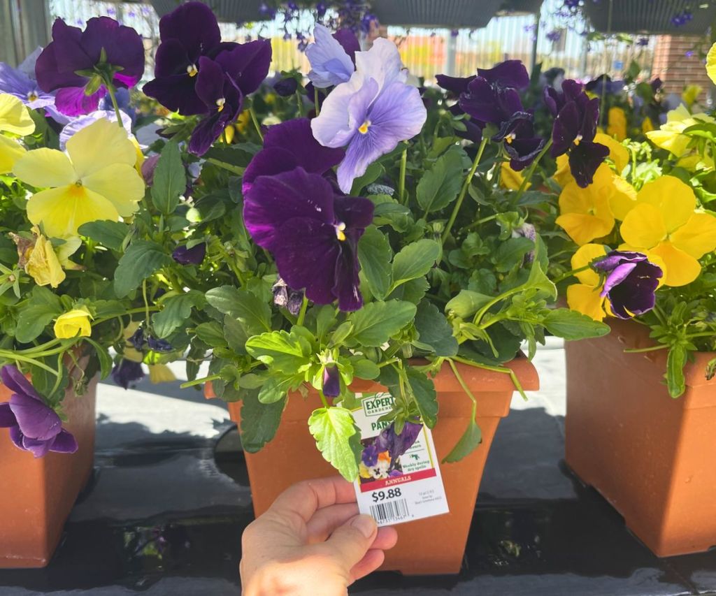 Dark purple and yellow potted pansies