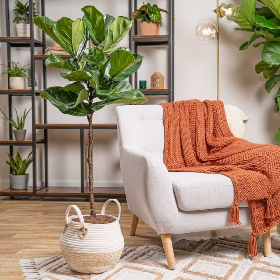 A fiddle leaf tree available during Lowe's SpringFEST 2024