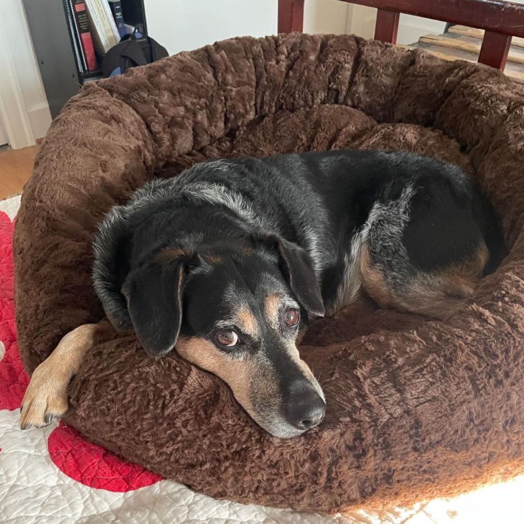 Best Friends by Sheri The Original Calming Donut Cat and Dog Bed shown with dog laying in it