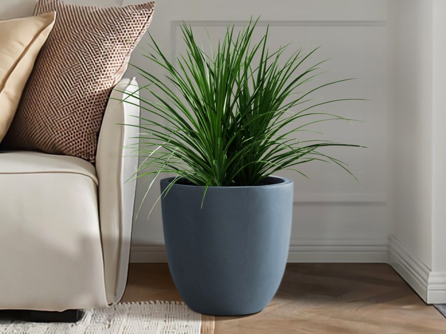 green plant in a black planter near couch