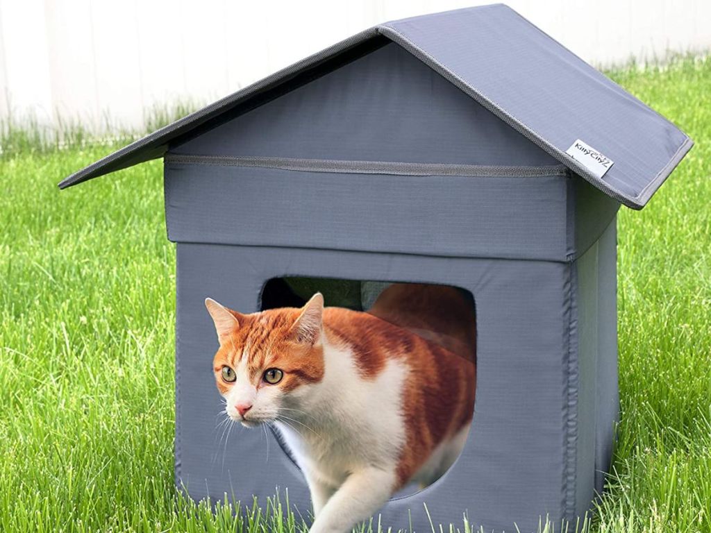 An orange and white cat stepping out of an outdoor cat house