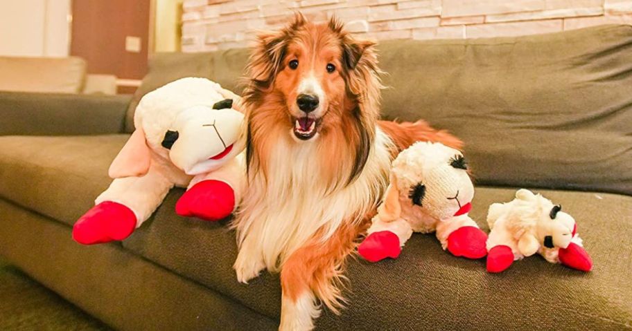 Dog sitting with lamb chop toys