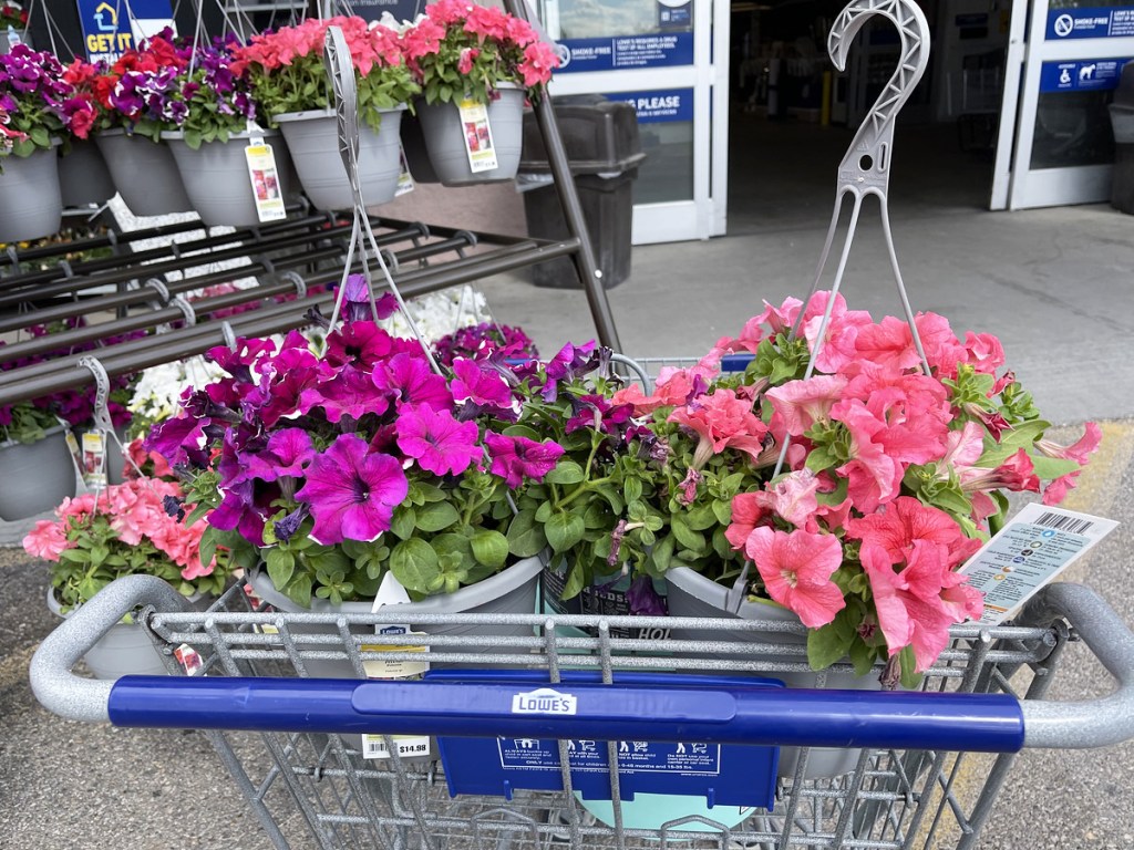 two hanging flower baskets in lowes shopping cart
