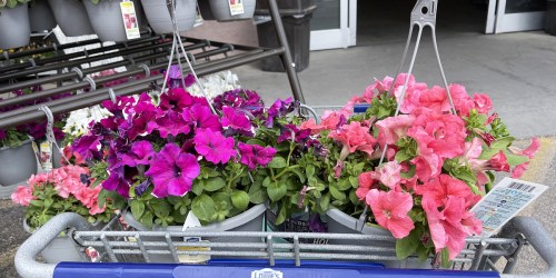 Lowe’s Hanging Flower Baskets Just $8 Each (In-Store Only) – Last Chance!
