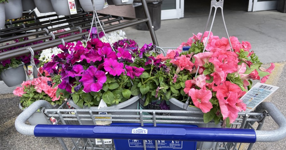 Lowe’s Hanging Flower Baskets Just $8 Each (In-Store Only)