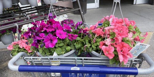 Lowe’s Hanging Flower Baskets Just $8 Each (In-Store Only)