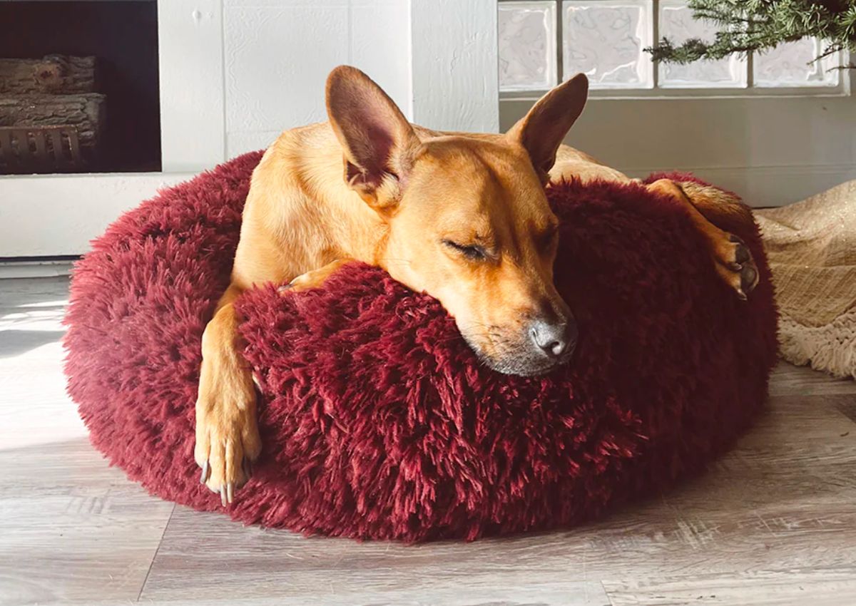 a tan dog sleeping in a MODERNBEAST Merlot colored Dog Bed by a fireplace