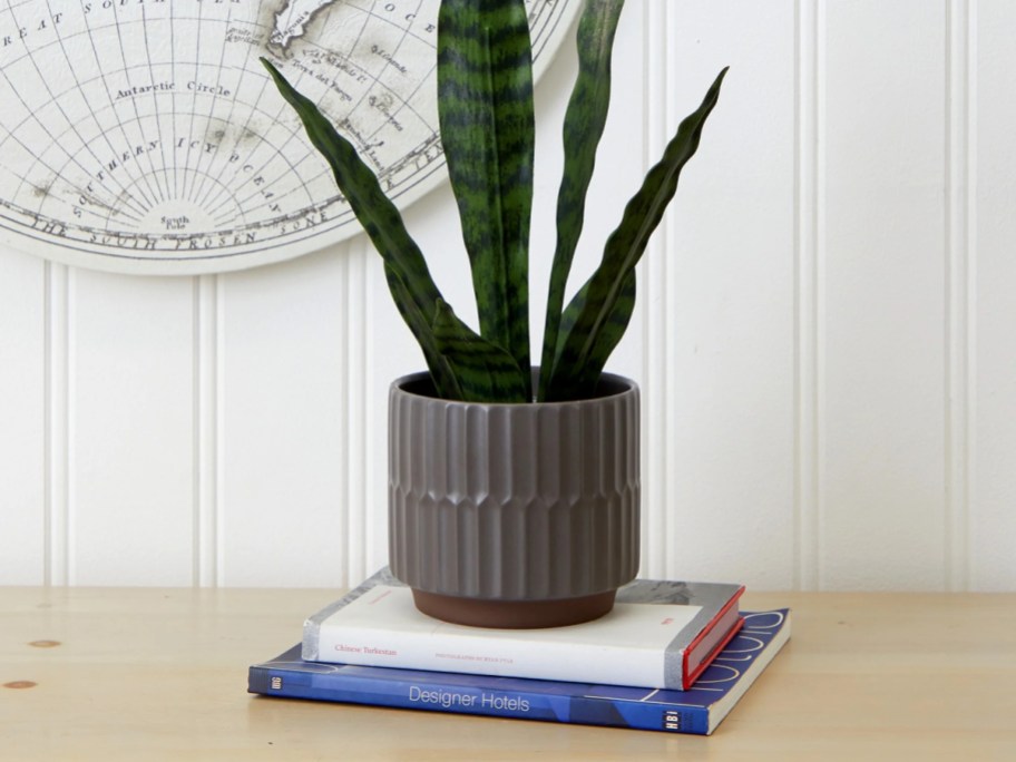 house plant in gray ceramic pot