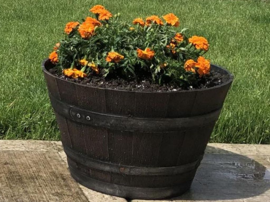 A barrel with marigolds planted in it 