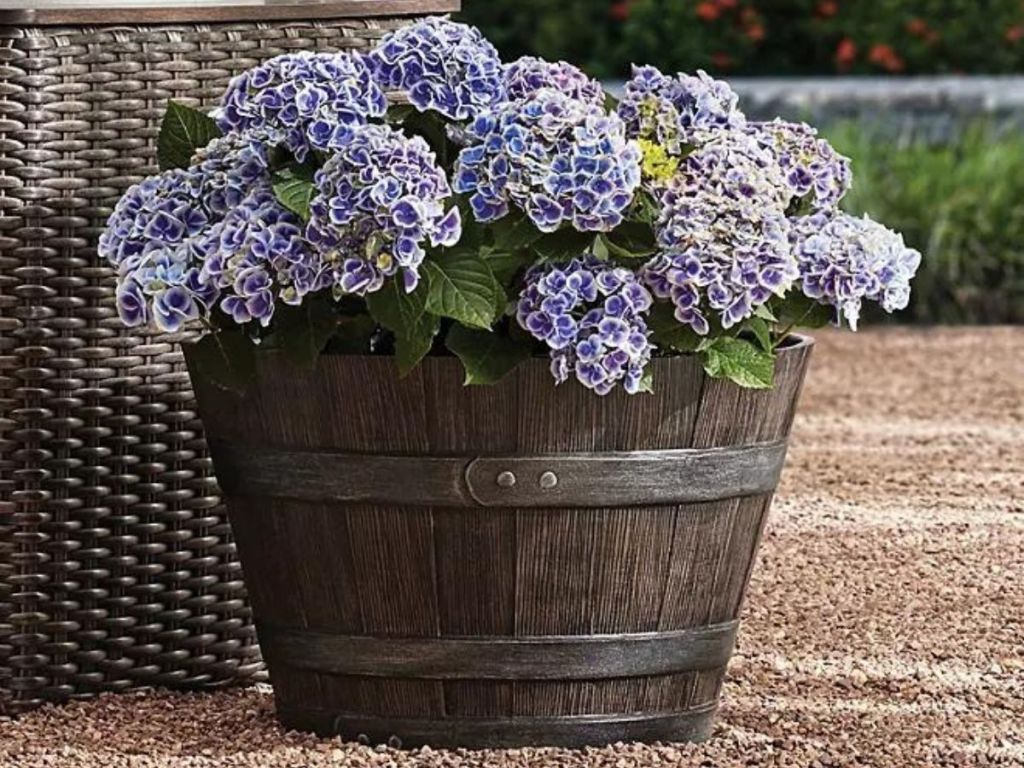 A brown barrel with purple flowers planted in it. 