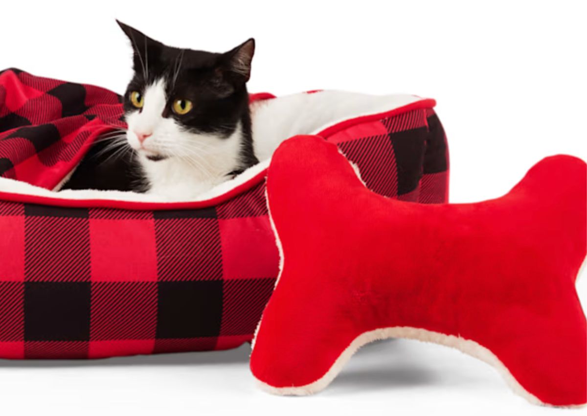 a black and white adult cat laying in a Merry Makings Red Check Me Out Pet Bed, covered up with matching throw, and red bone-shaped pillow