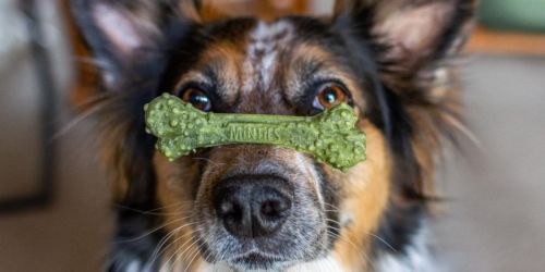 WOW! Minties Dental Dog Treats 80ct from $6 Each for New Chewy Customers (Regularly $23)