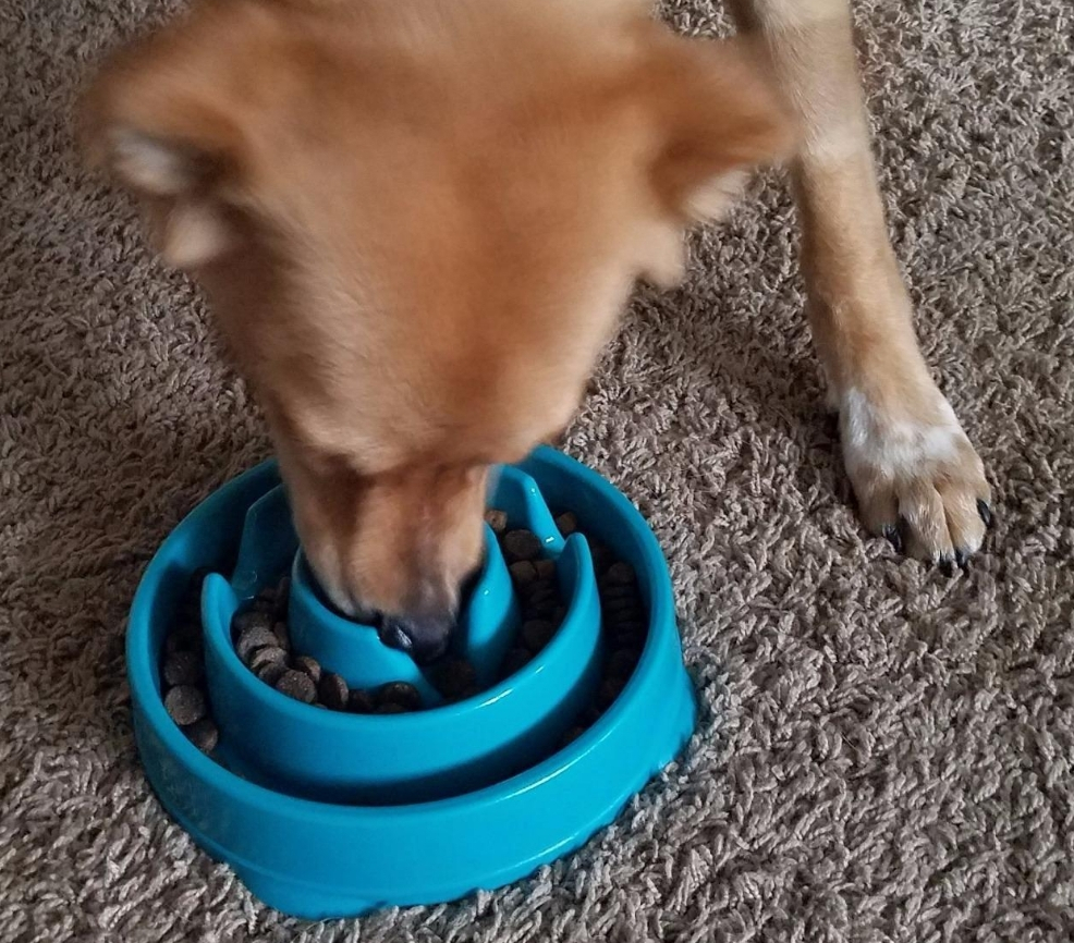 Dog eating out of a slow feed dog bowl