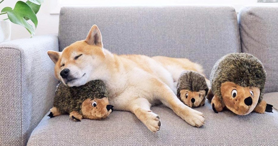 dog sleeping on couch with hedgehog toys