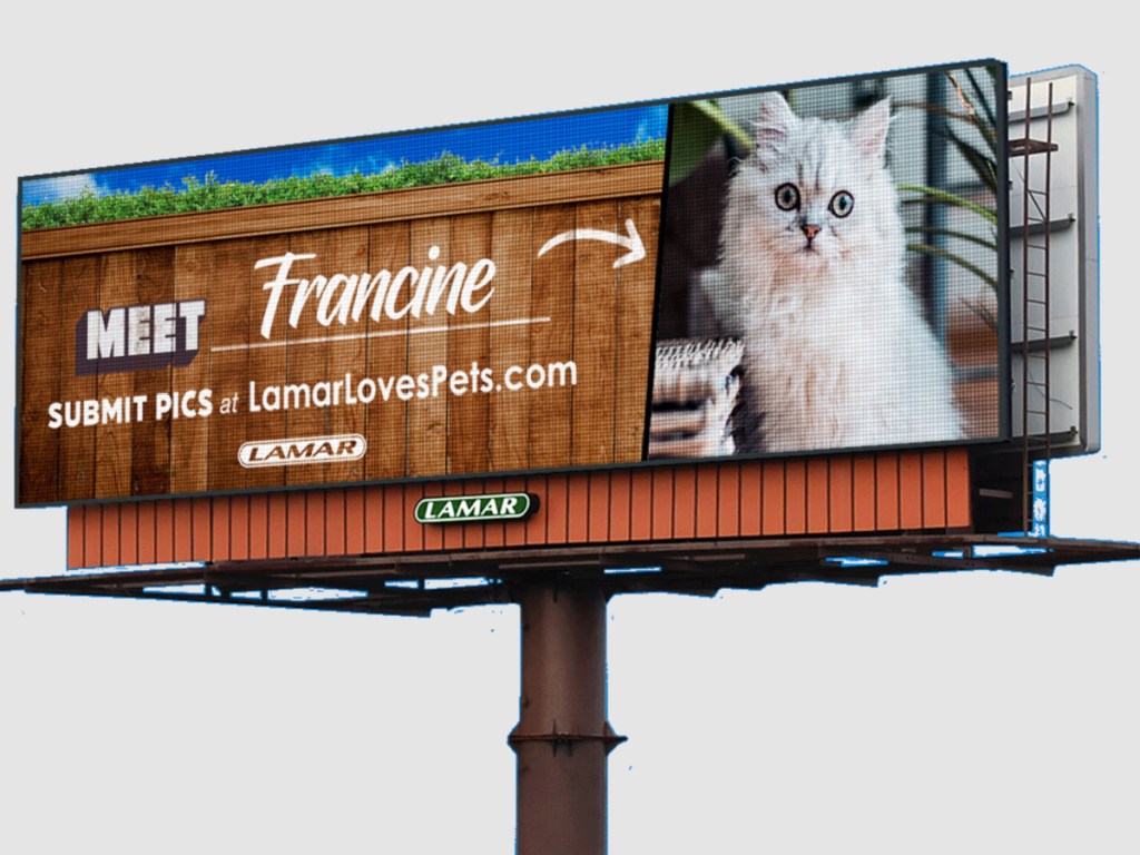 Pet Billboard during daylight hours featuring Francine the cat