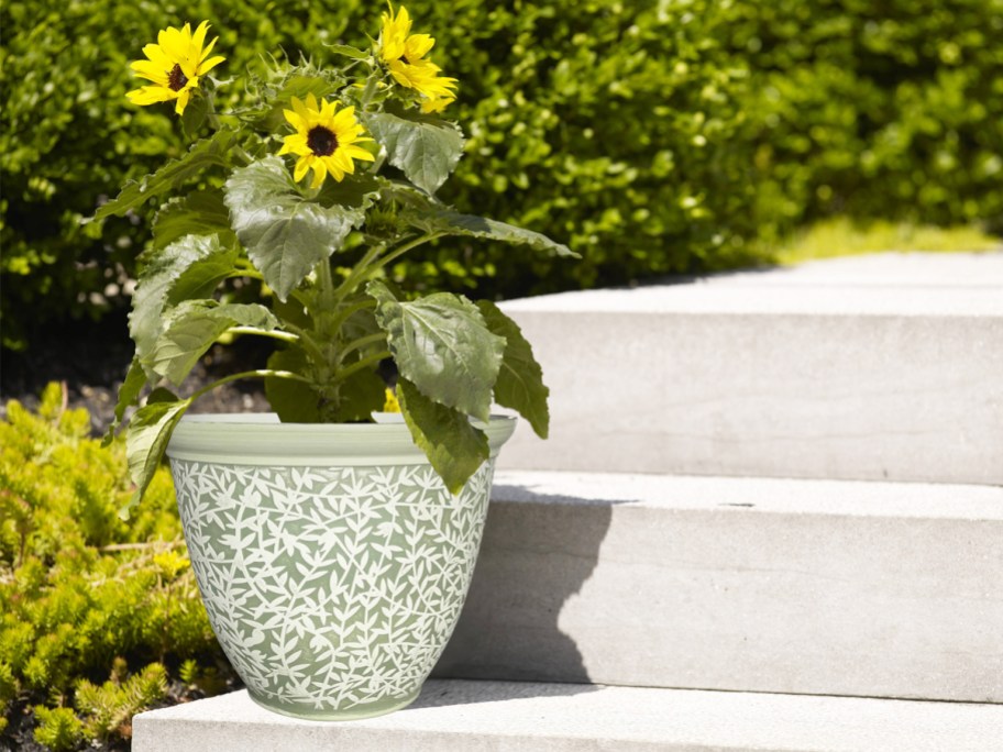 yellow flowers in a green planter