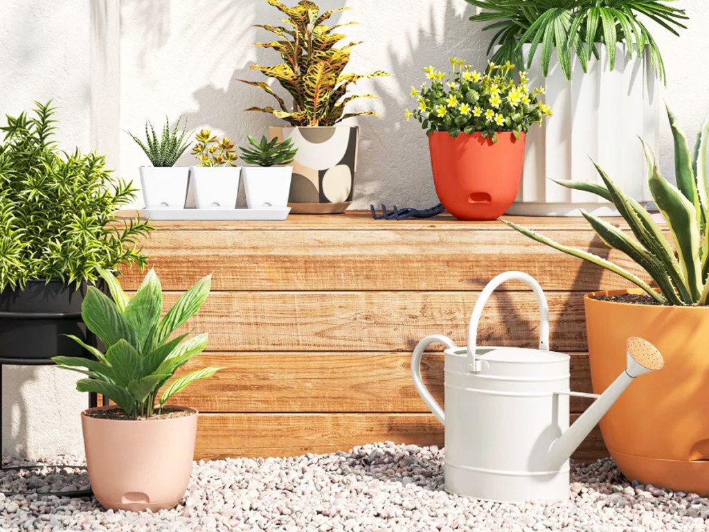plants and watering can in garden
