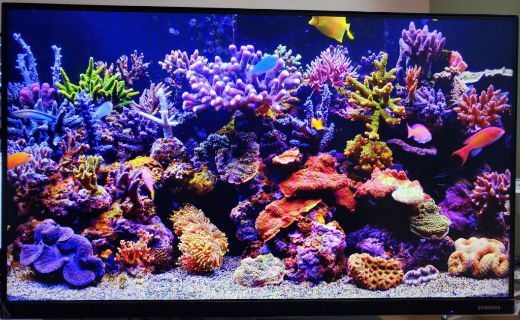 Gaming monitor with a display of a fish tank showing