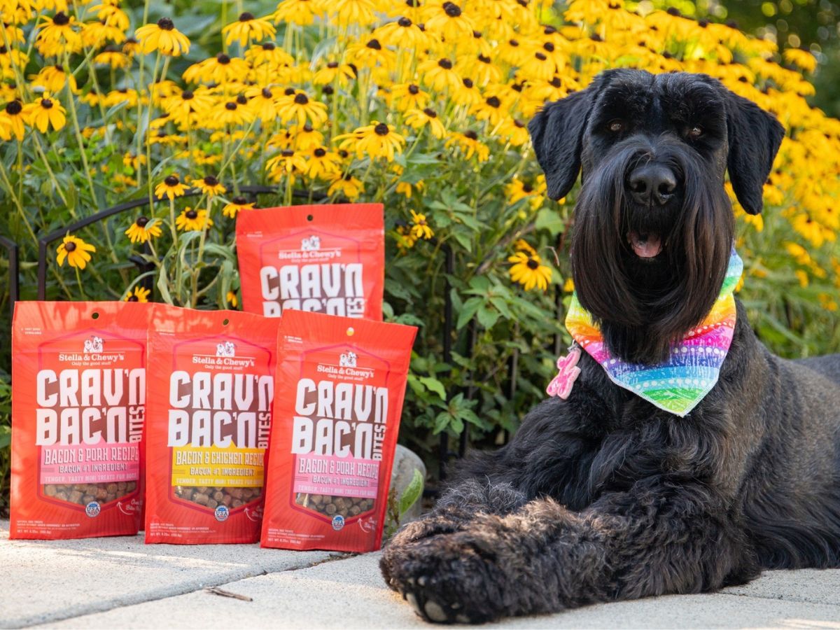 Stella & Chewy's Dog Treats 8.25oz Bag Only 6.56 Shipped on Amazon