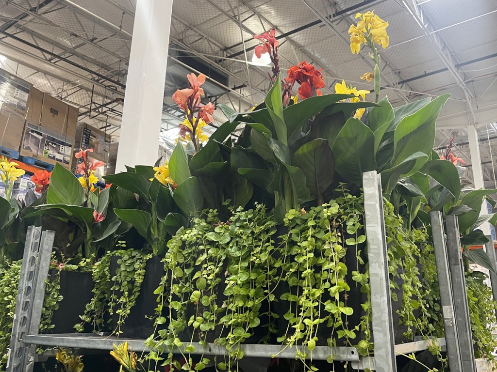 New Costco Plants from 12.99 Sunflowers, Zinnias, Indoor Tropicals