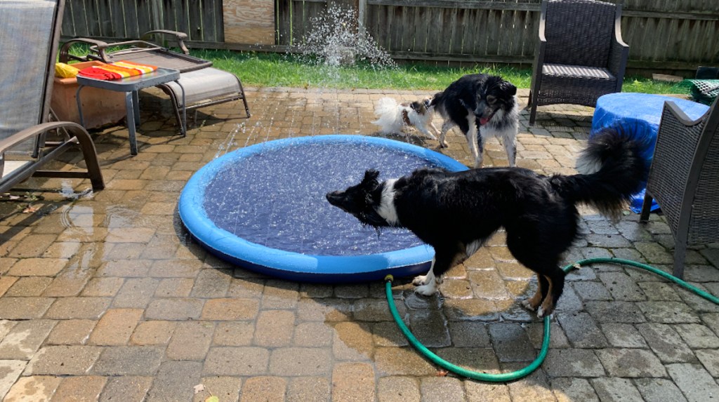 two dogs playing in blue water pad in backyard on patio