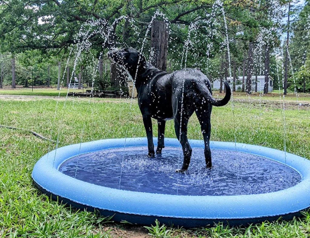 dog in blue splash pad in grass licking water sprinkler