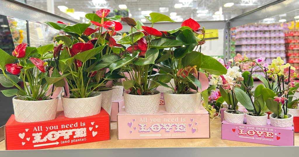 Valentine's Day Plant Multi-Packs at Sam’s