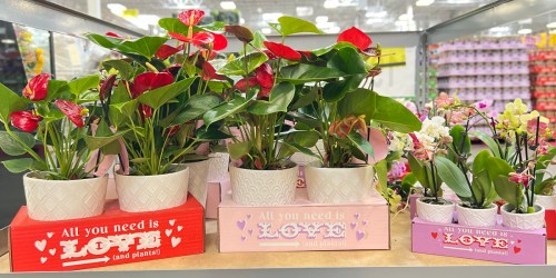 Sam’s Club Valentine’s Plants 2 or 3-Packs Only $19.98 – These Will Go FAST!