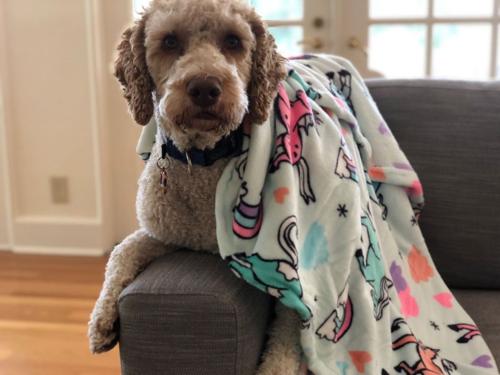 Dog with a blanket on its back