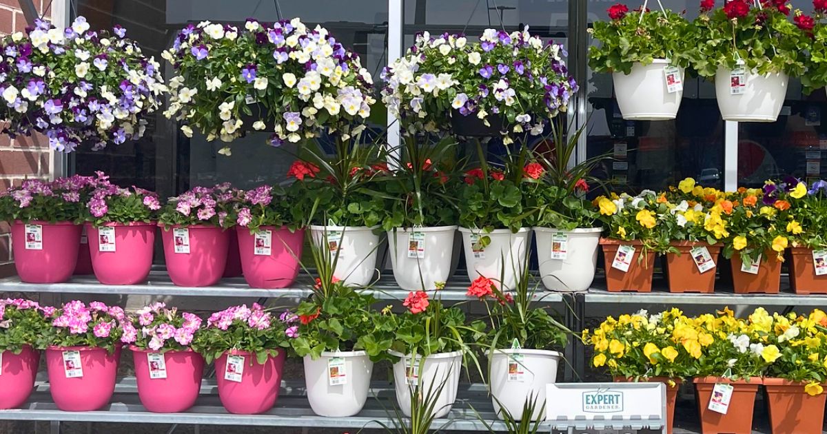 New Walmart Flowers Plants Available Now Start Your Yard   Assorted Potted Flowers  