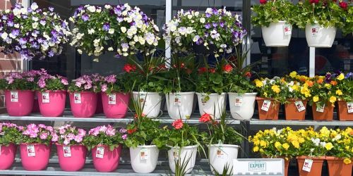 New Walmart Flowers & Plants Available Now | Start Your Yard Landscaping for Less