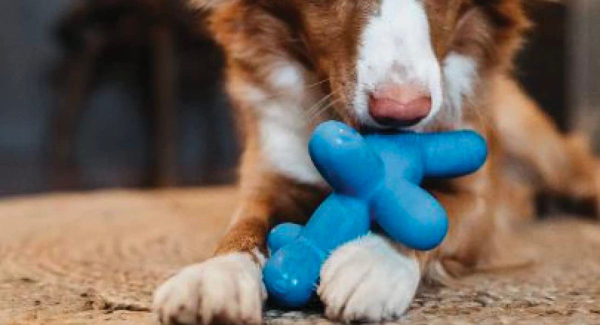 dog playing with dog toy