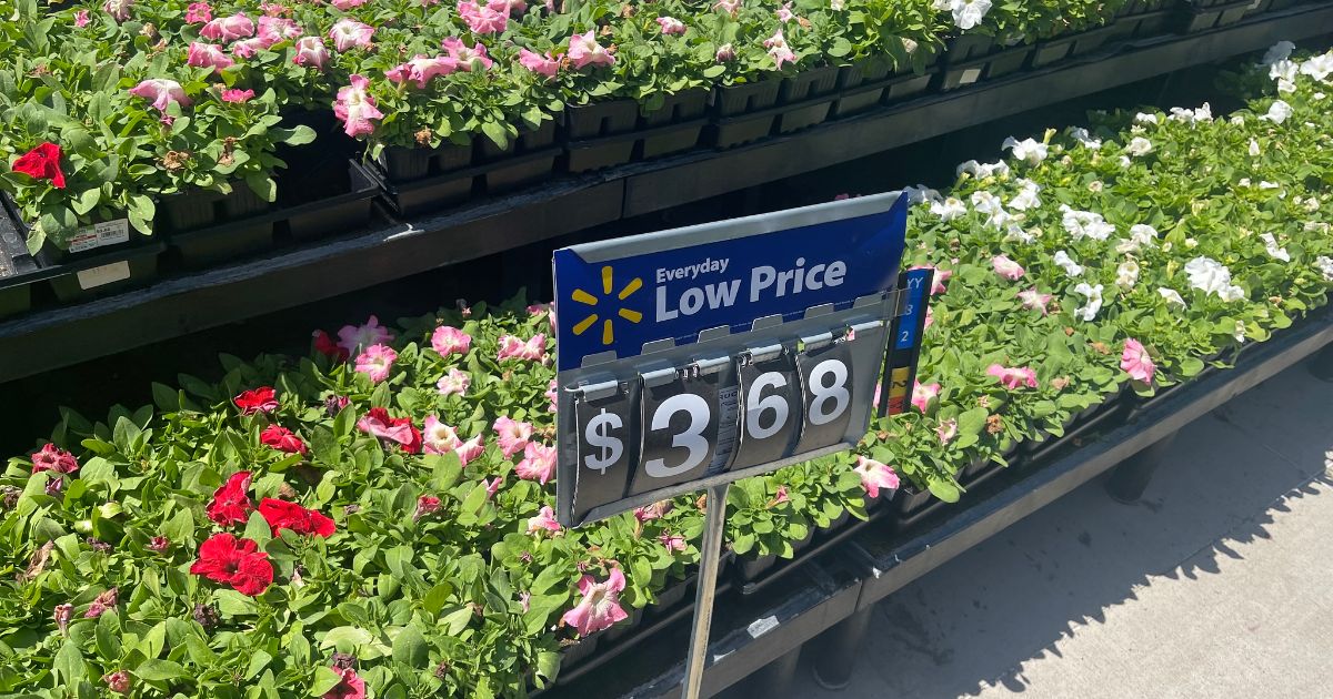 New Walmart Flowers Plants Available Now Start Your Yard   Bedding Plants 