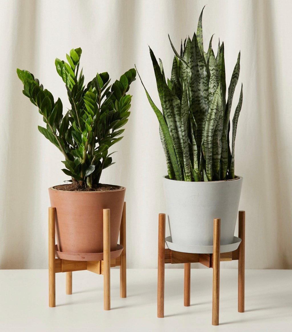 terracotta and gray planter in wood stands - best place to buy plants online