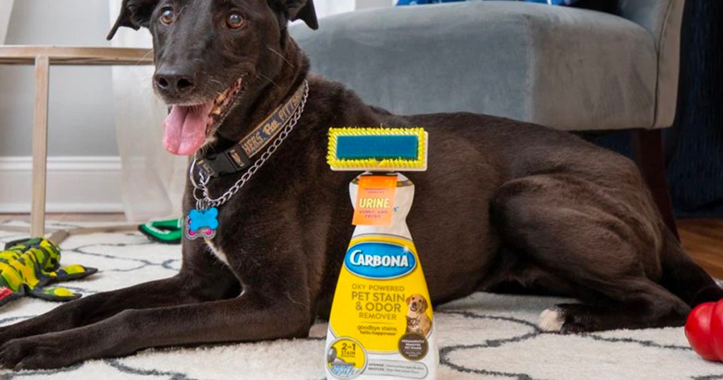 carbona pet carpet cleaner sitting in front of black dog