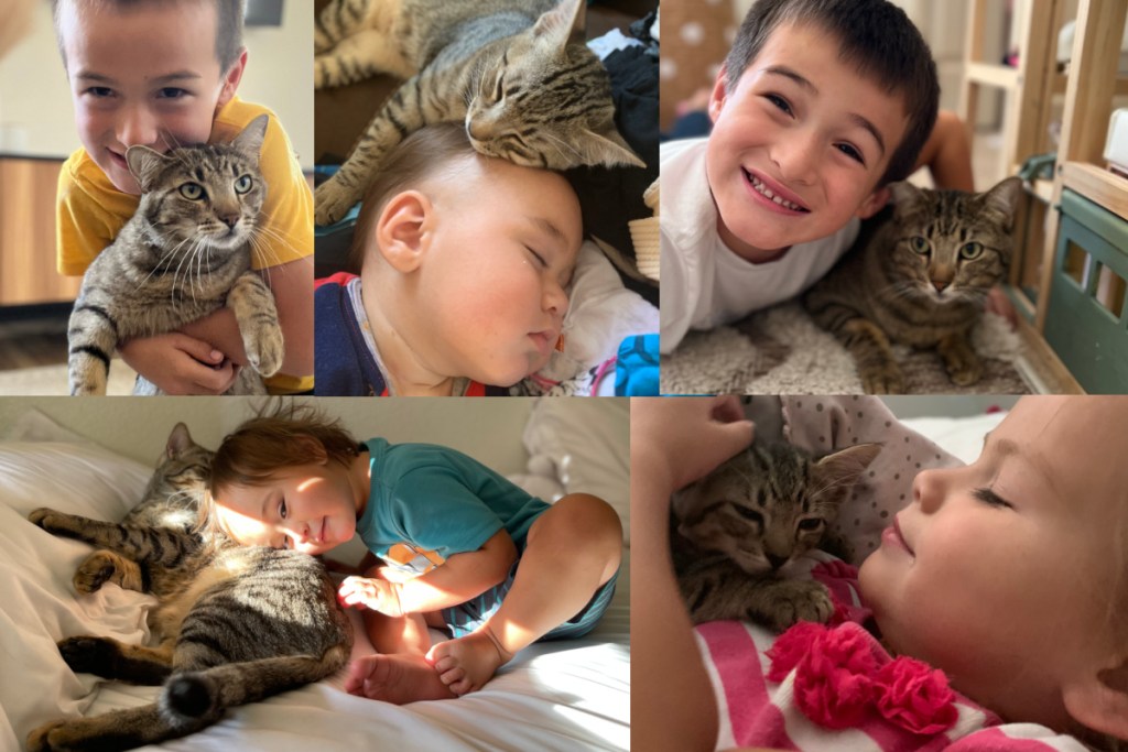 collage of cat with kids