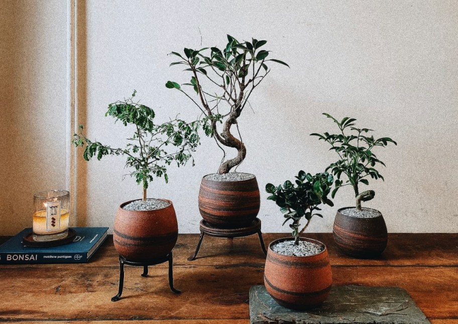 bonsai plants in terracotta planters on wood table