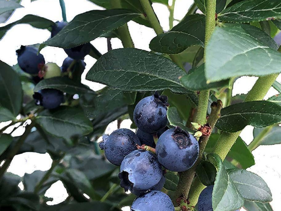 display of blueberry plant with fruit showing